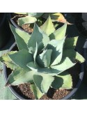 Agave ovatifolia