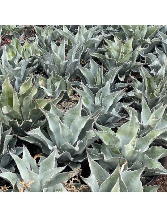 Agave ovatifolia