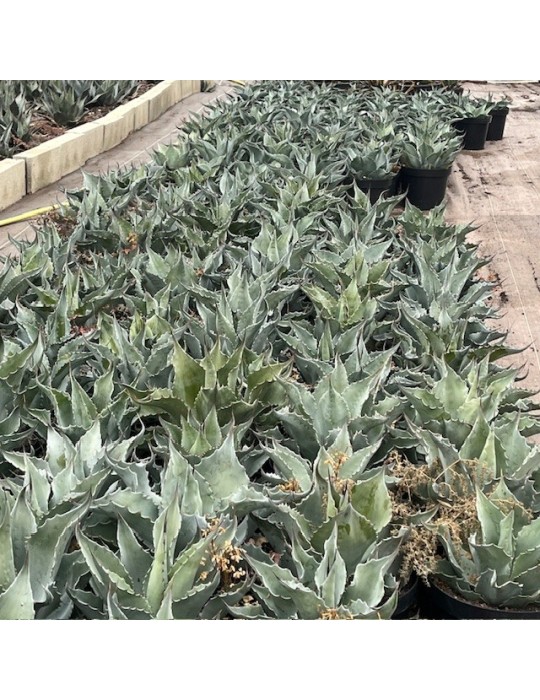 Agave ovatifolia