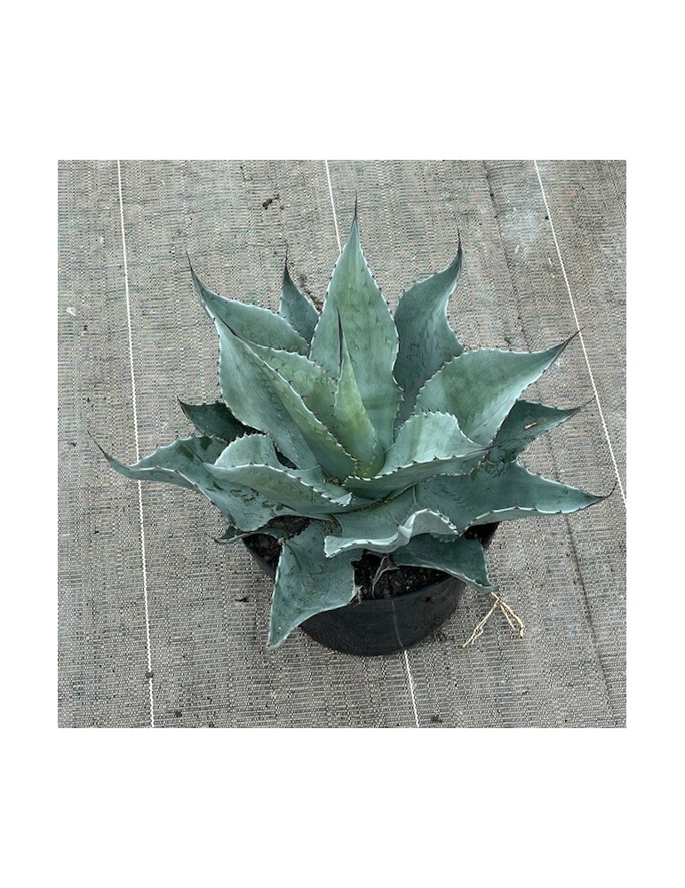 Agave ovatifolia