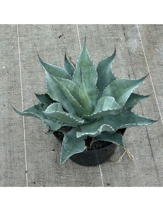 Agave ovatifolia