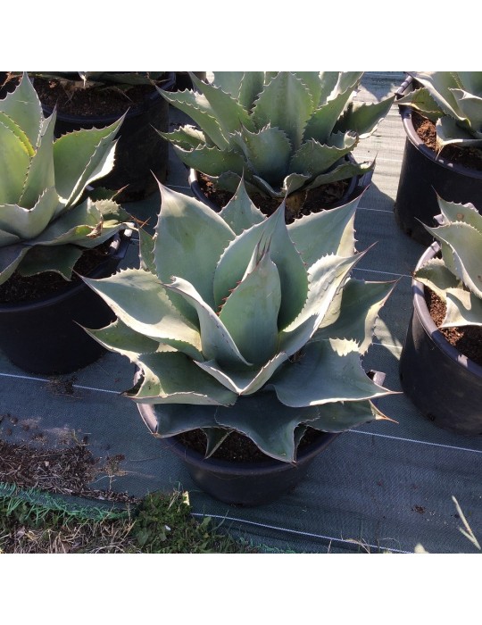 Agave ovatifolia