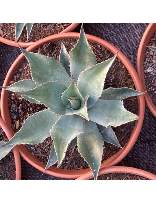 Agave ovatifolia