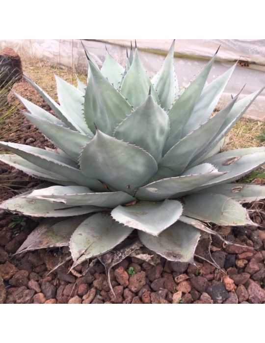 Agave ovatifolia