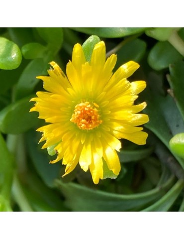 DELOSPERMA nubigenum