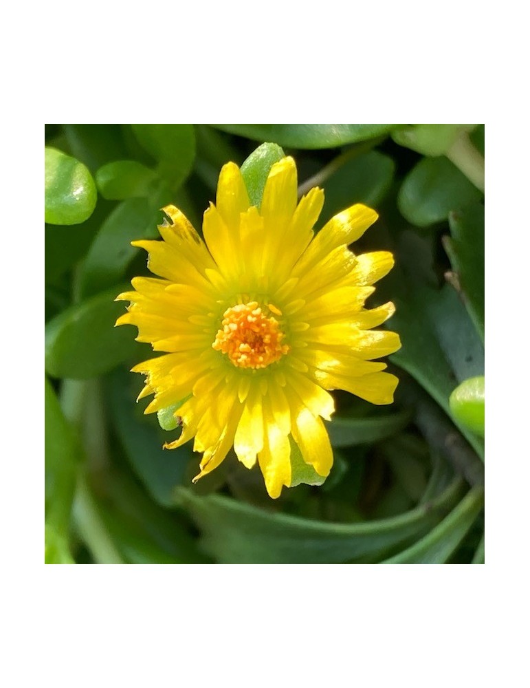 DELOSPERMA nubigenum