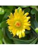 DELOSPERMA nubigenum