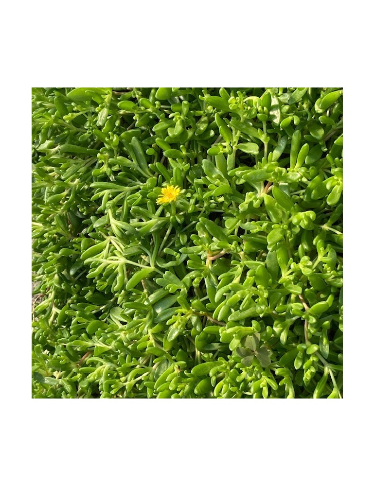 DELOSPERMA nubigenum