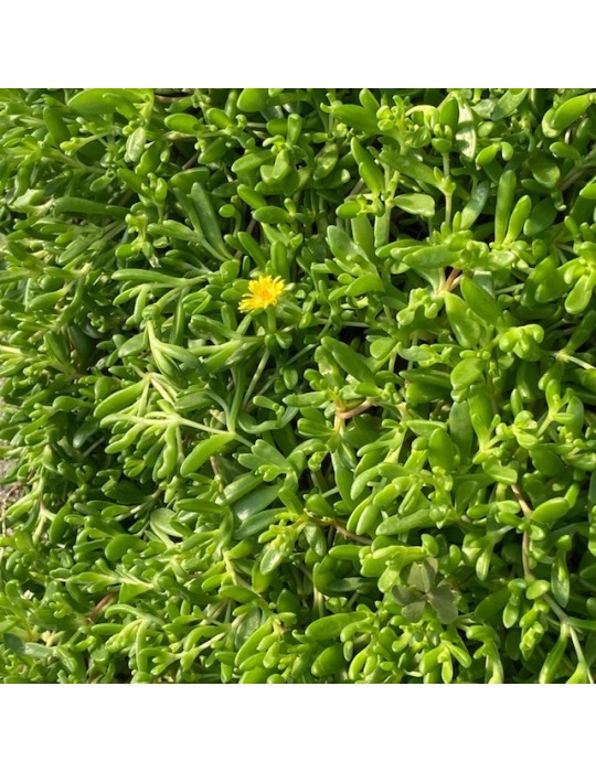 DELOSPERMA nubigenum