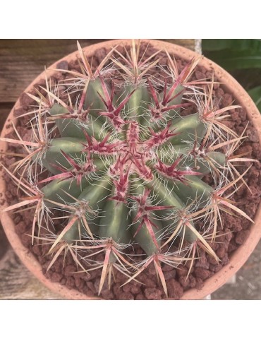 FEROCACTUS stainesii 2
