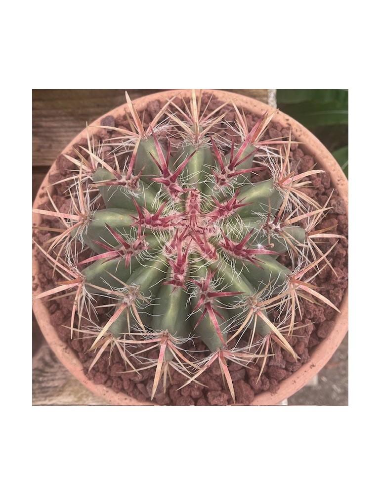 Ferocactus pilosus : cactus mexicain à épines rouges