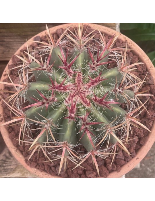 Ferocactus pilosus : cactus mexicain à épines rouges