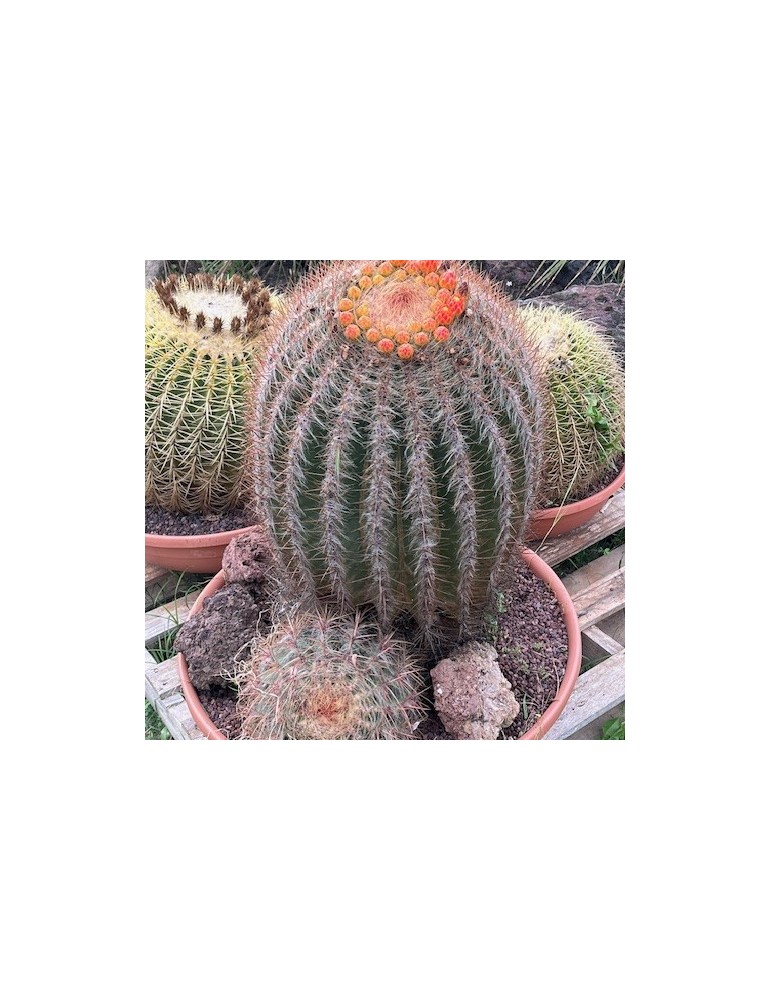 Ferocactus pilosus : cactus mexicain à épines rouges