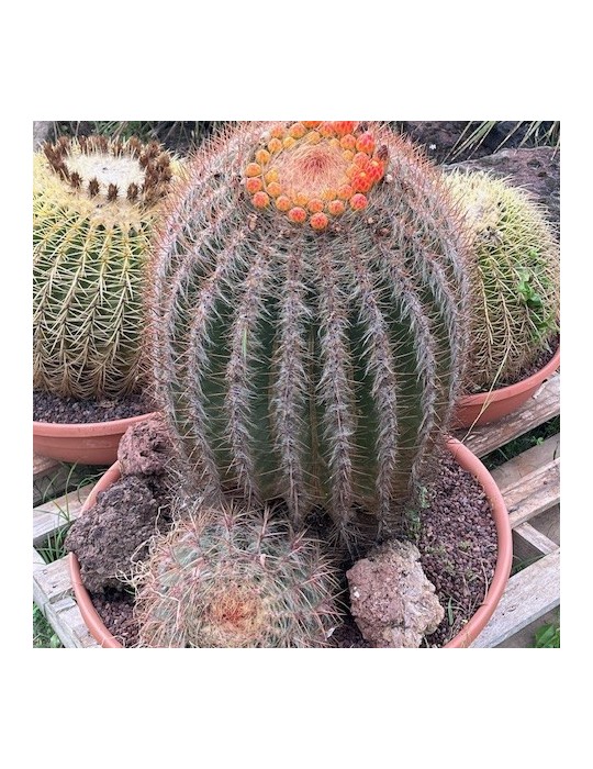 Ferocactus pilosus : cactus mexicain à épines rouges