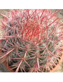 FEROCACTUS stainesii