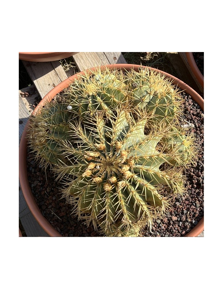 Ferocactus glaucescens : culture, entretien, floraison et rusticité