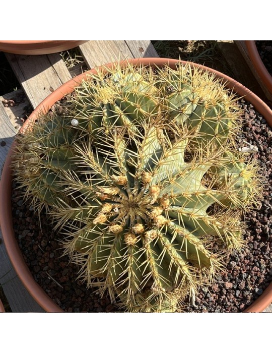 Ferocactus glaucescens : culture, entretien, floraison et rusticité
