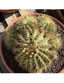 Ferocactus glaucescens : culture, entretien, floraison et rusticité