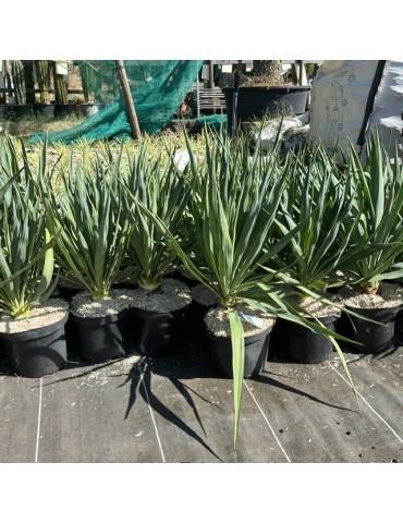 YUCCA gloriosa 2