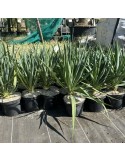 YUCCA gloriosa