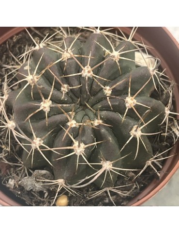 Pseudolobivia hamatacantha – Cactus rare et floraison spectaculaire