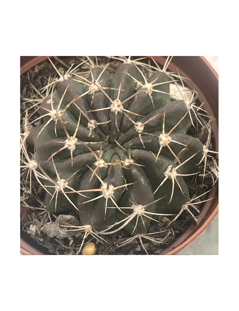 Pseudolobivia hamatacantha – Cactus rare et floraison spectaculaire
