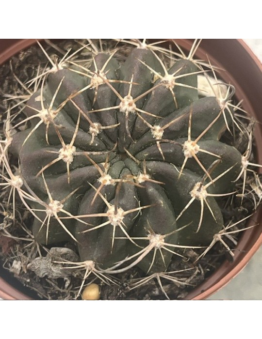 Pseudolobivia hamatacantha – Cactus rare et floraison spectaculaire