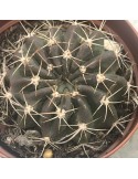 Pseudolobivia hamatacantha – Cactus rare et floraison spectaculaire