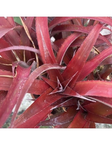 × Cryptbergia ‘Rubra’ : culture, entretien et fiche botanique