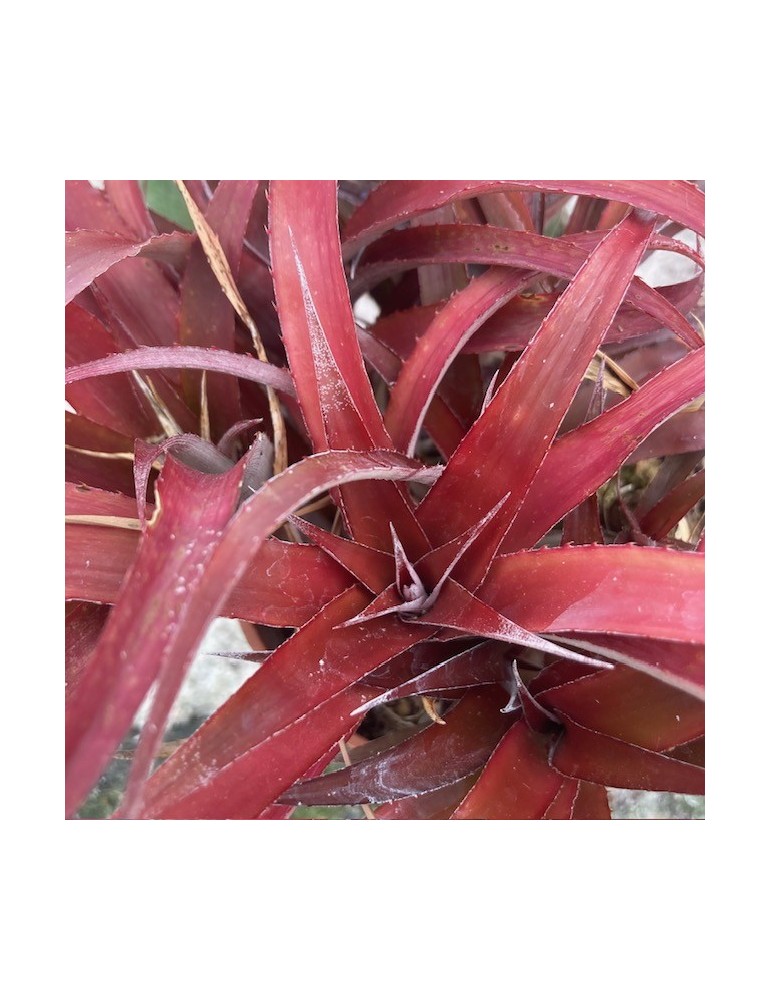 × Cryptbergia ‘Rubra’ : culture, entretien et fiche botanique