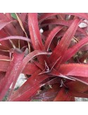 × Cryptbergia ‘Rubra’ : culture, entretien et fiche botanique