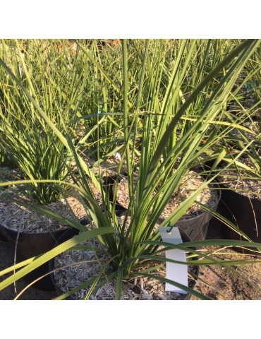 Nolina parviflora – Plante rare, succulente et pour jardin sec