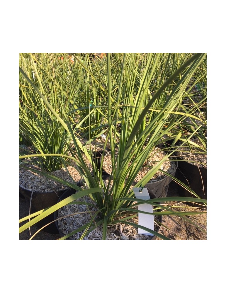 Nolina parviflora – Plante rare, succulente et pour jardin sec