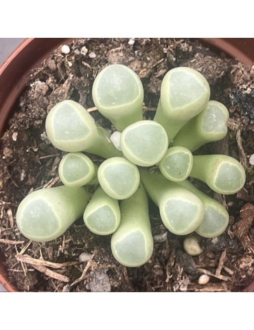 Fenestraria aurantiaca : culture, entretien et floraison