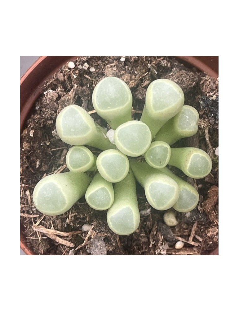 Fenestraria aurantiaca : culture, entretien et floraison