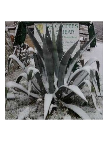 AGAVE americana ssp. americana