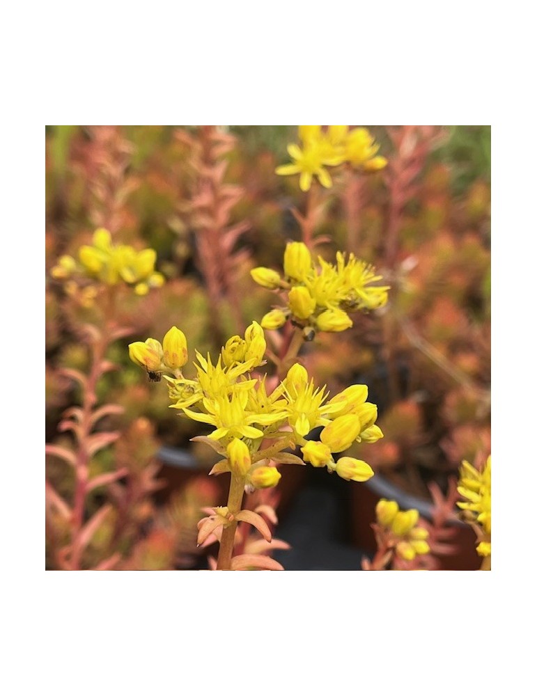 SEDUM rupestre aureum