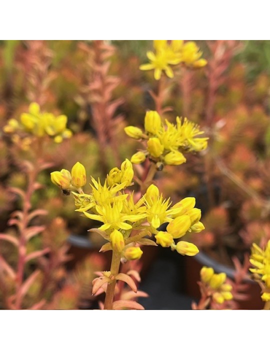 SEDUM rupestre aureum