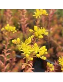 SEDUM rupestre aureum