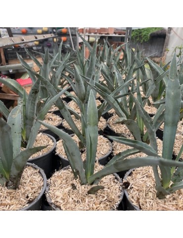 Agave tequilana – Agave bleu, Agave à Tequila