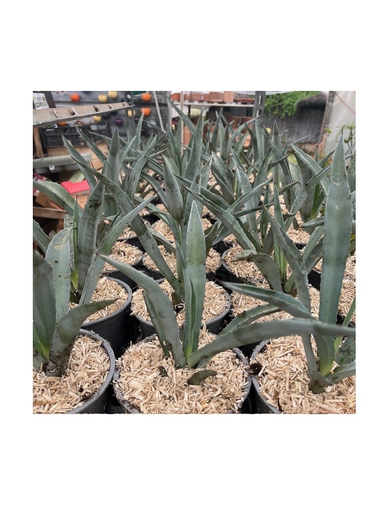 Agave tequilana – Agave bleu, Agave à Tequila