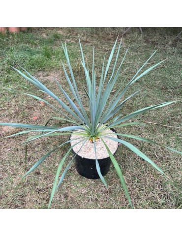 YUCCA X french Flag
