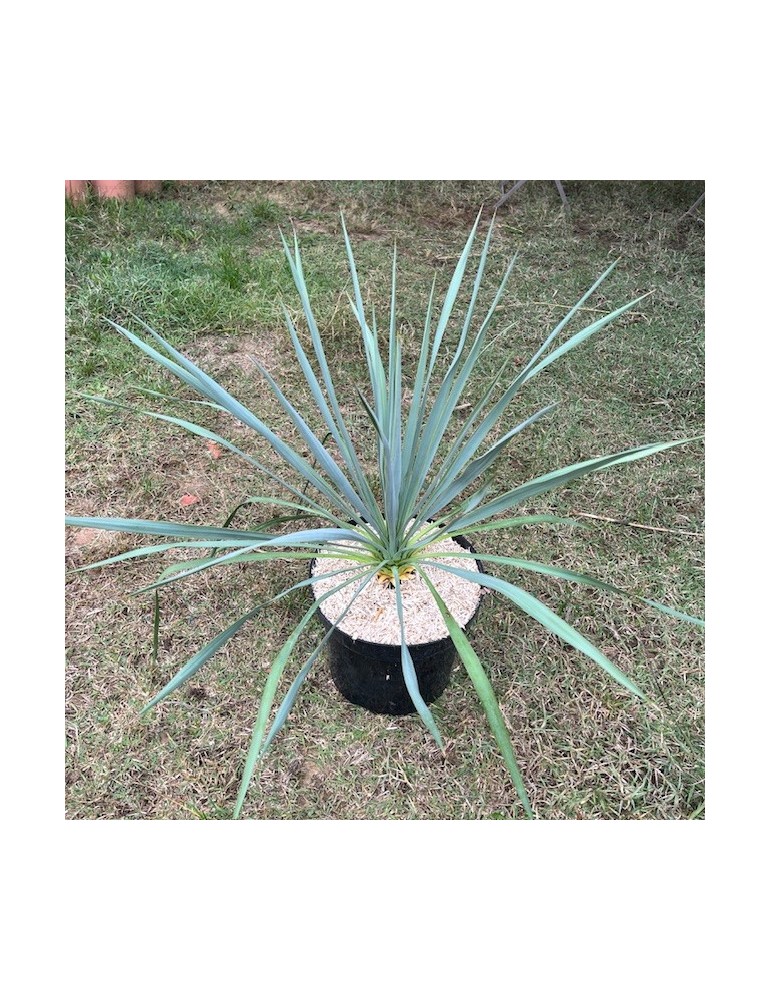 YUCCA X french Flag