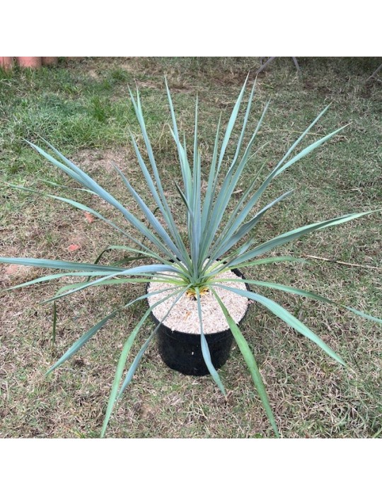YUCCA X french Flag