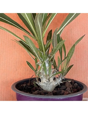 Pachypodium rosulatum : culture, entretien et floraison