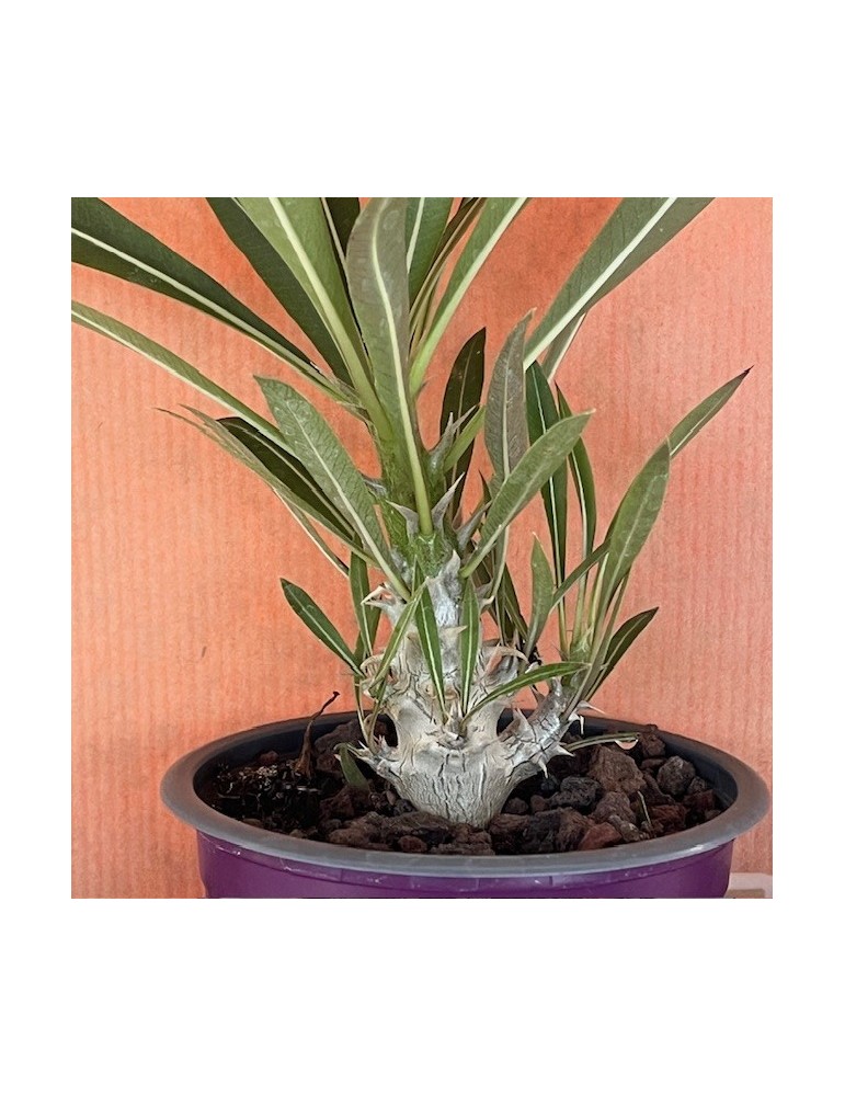 Pachypodium rosulatum : culture, entretien et floraison