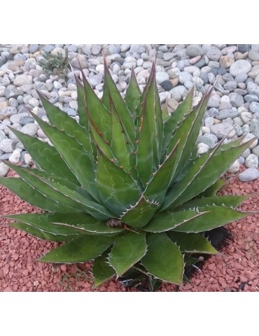 AGAVE montana