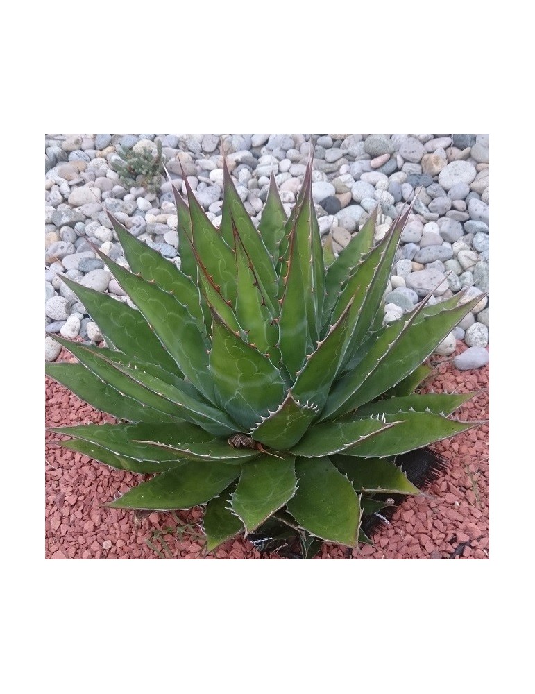 AGAVE montana