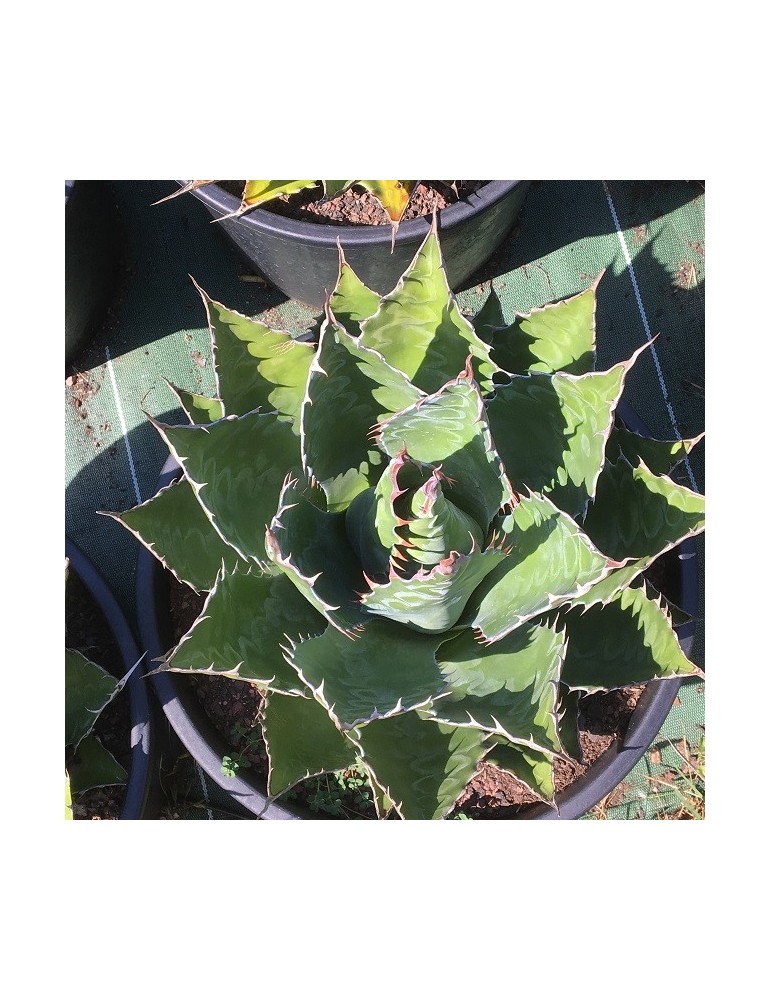 AGAVE montana