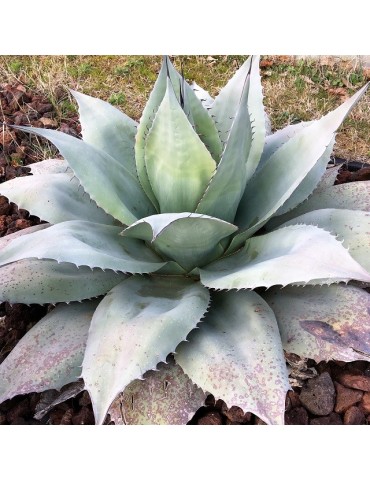 AGAVE ovatifolia